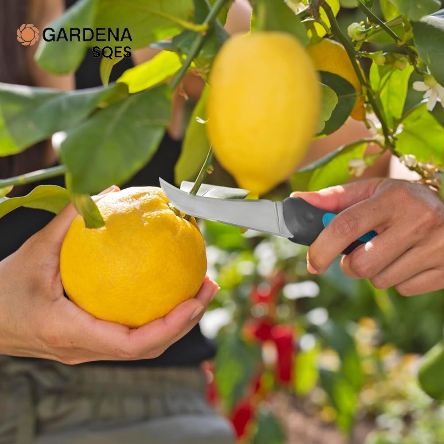 Couteau de Récolte + Étui et Aiguiseur GARDENA VeggieCut — Réf. 12211-20